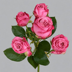 Розовая пионовидная роза Леди Бомбастик